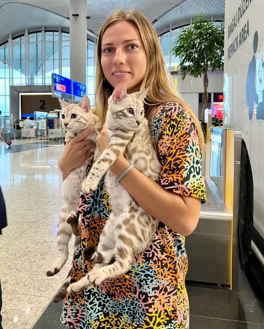 Safe Delivery - Bengal kittens shipped nationwide across USA