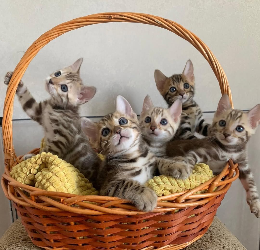 Bengal Kitten Jumping - Energetic and playful