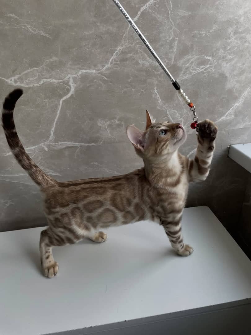 Bengal Kitten Playing with Toy - Interactive and fun
