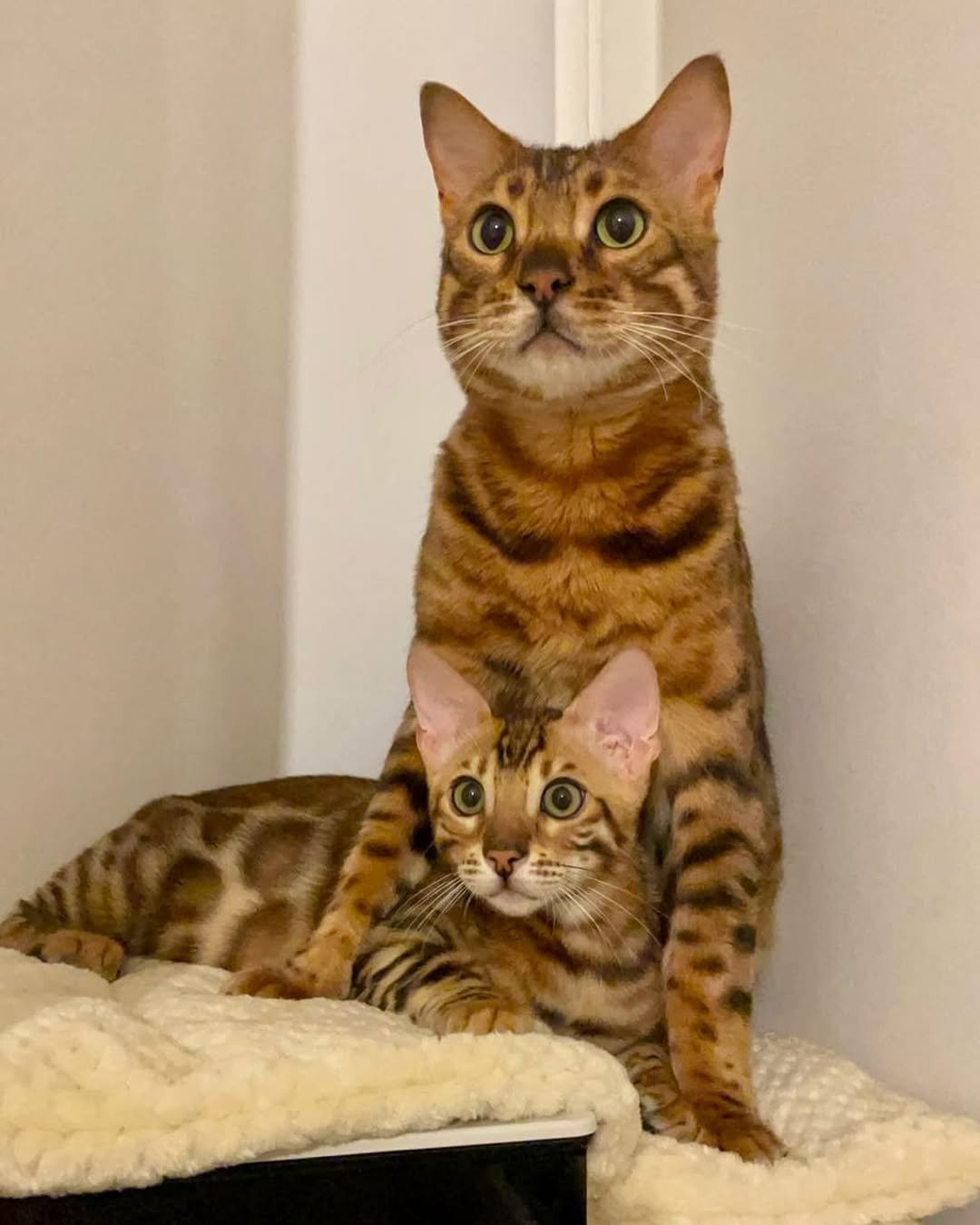 Bengal Kitten Stretching - Flexible and graceful
