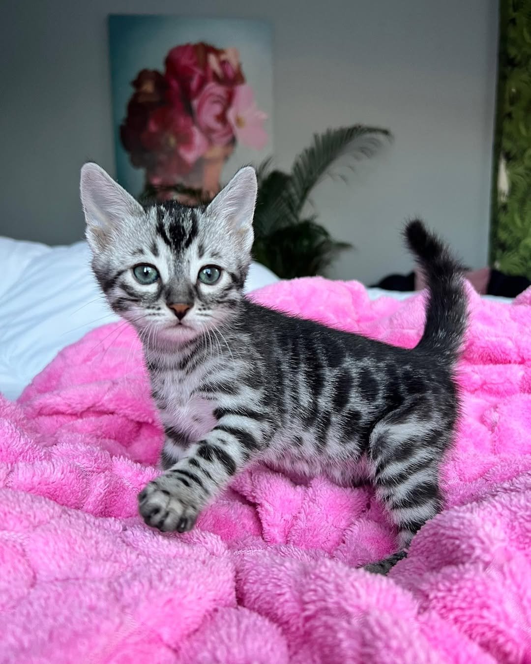 Simba - Golden Rosette Bengal Kitten