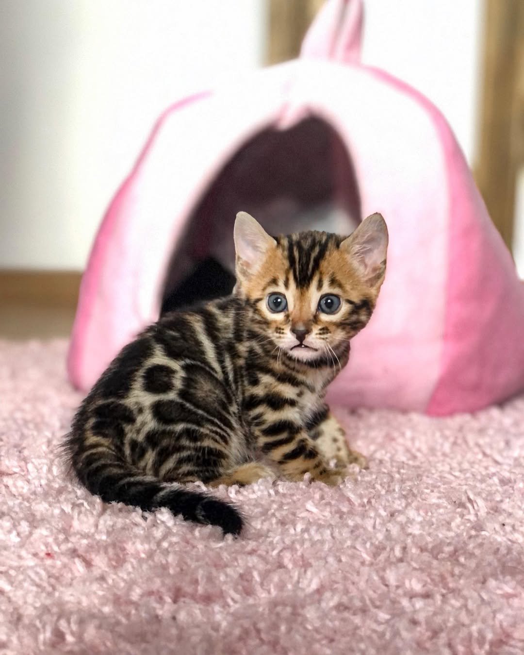 Bella - Snow Spotted Bengal Kitten