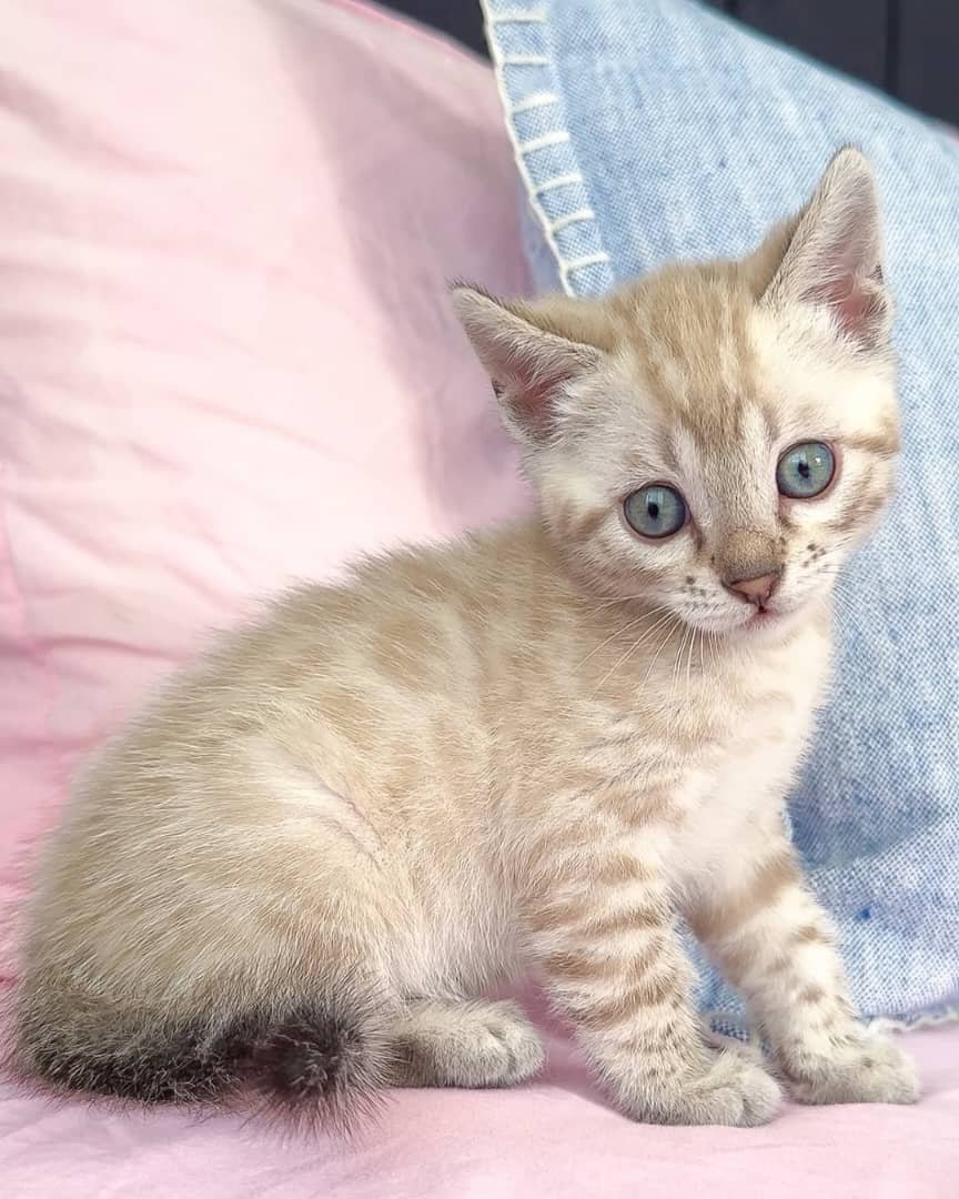 Leo - Brown Rosette Bengal Kitten