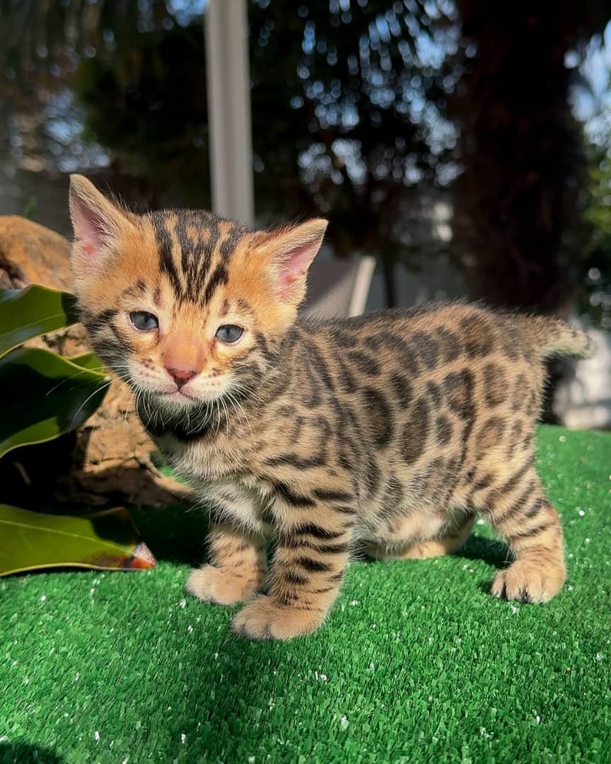 Cleo - Silver Spotted Bengal Kitten
