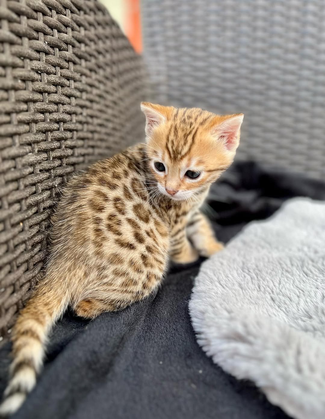 Max - Brown Marbled Bengal Kitten