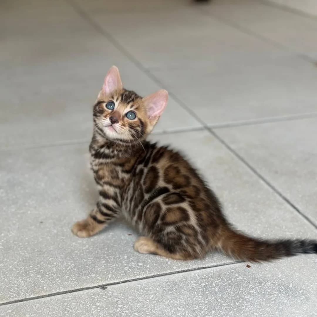 Nala - Golden Spotted Bengal Kitten