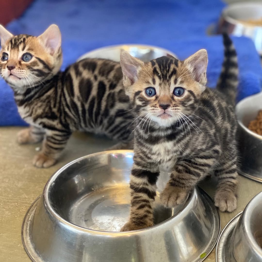 Bengal Kitten Eating - Proper nutrition and feeding