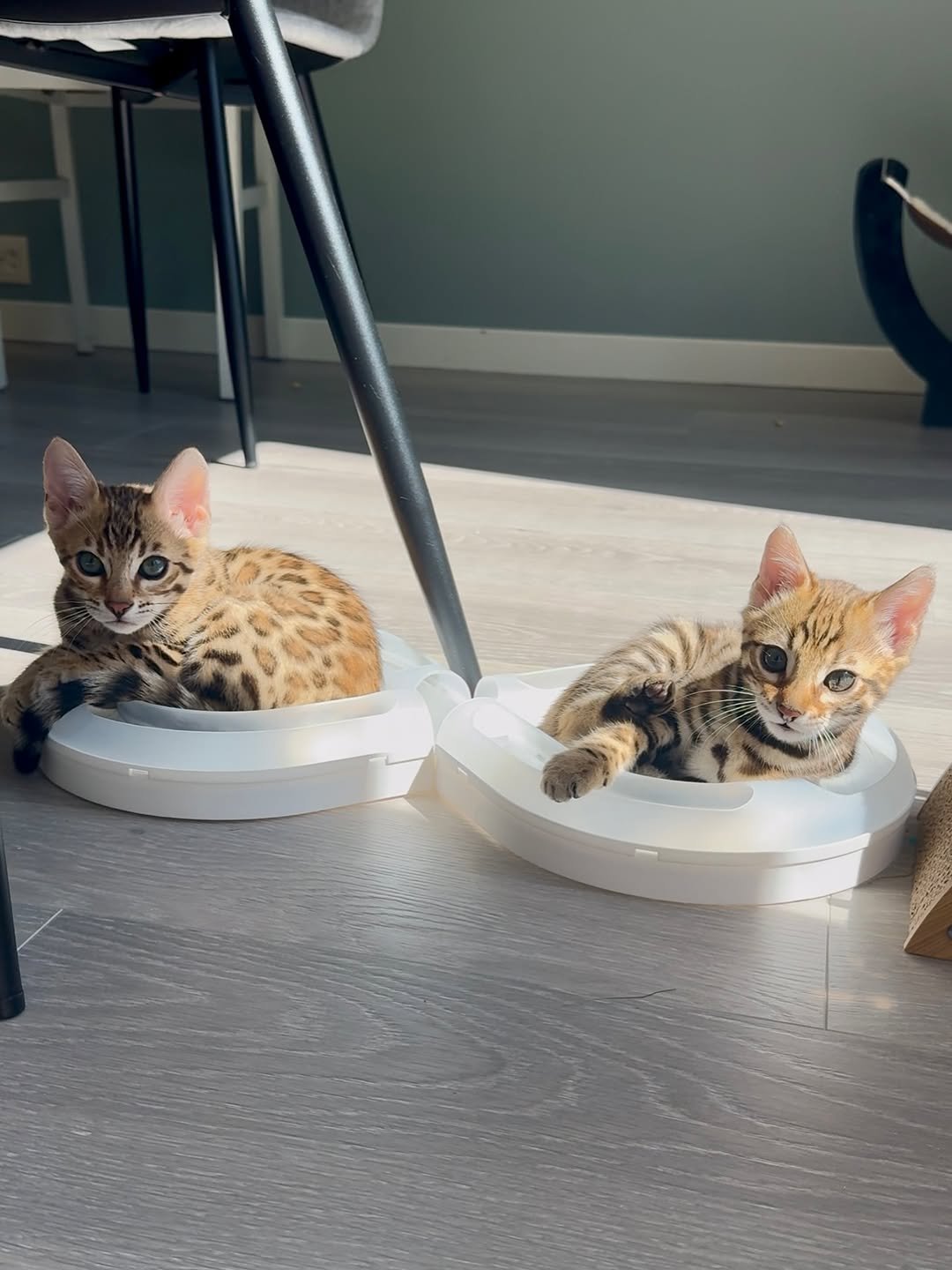 Online Communication - Buy Bengal kittens online with video calls