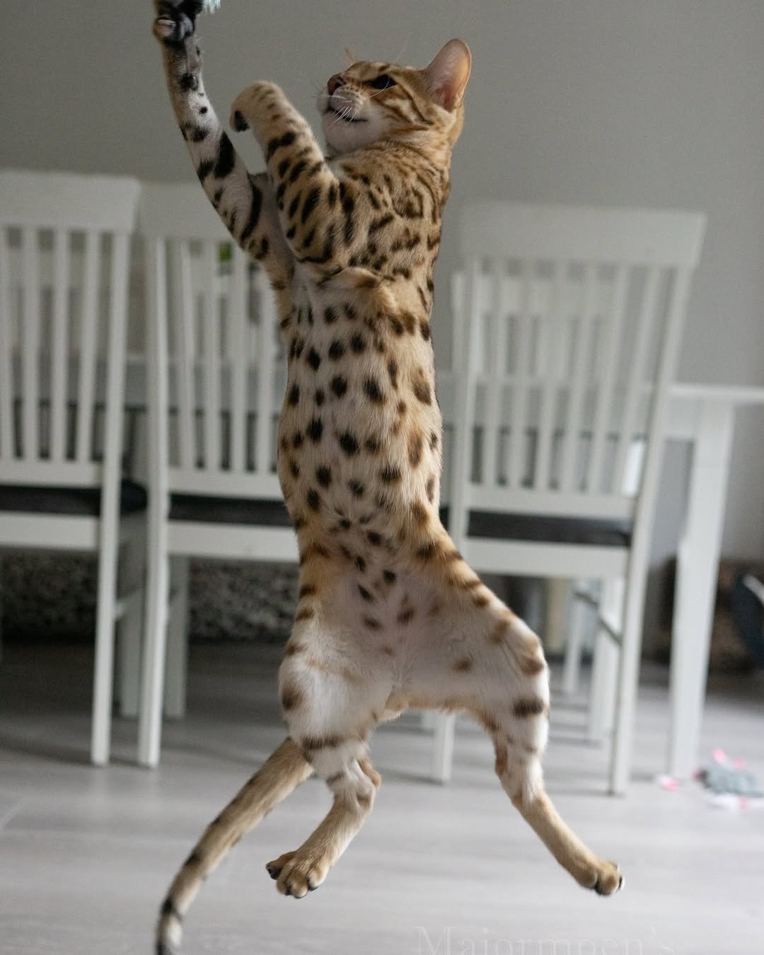 Playful Bengal Kitten - Active, intelligent, and fun-loving